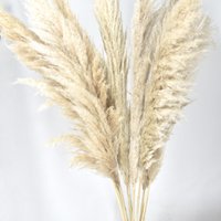 Pampasfedern - Cortaderia - natürlich - 100cm