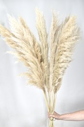 Plumes de pampa - Cortaderia - naturel - 100cm