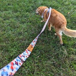 Laisse pour chien Printemps