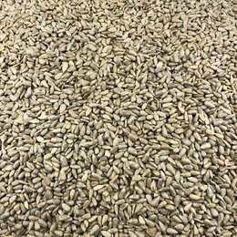 Graines de Tournesol Bio en Vrac