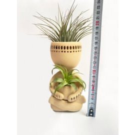 Air plant man