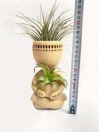 Air plant man