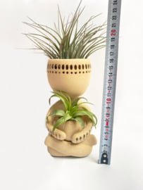 Air plant man