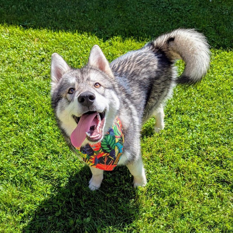Tropical dog bandana