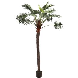 Farn Palme Pako getopft, H182cm, grøn