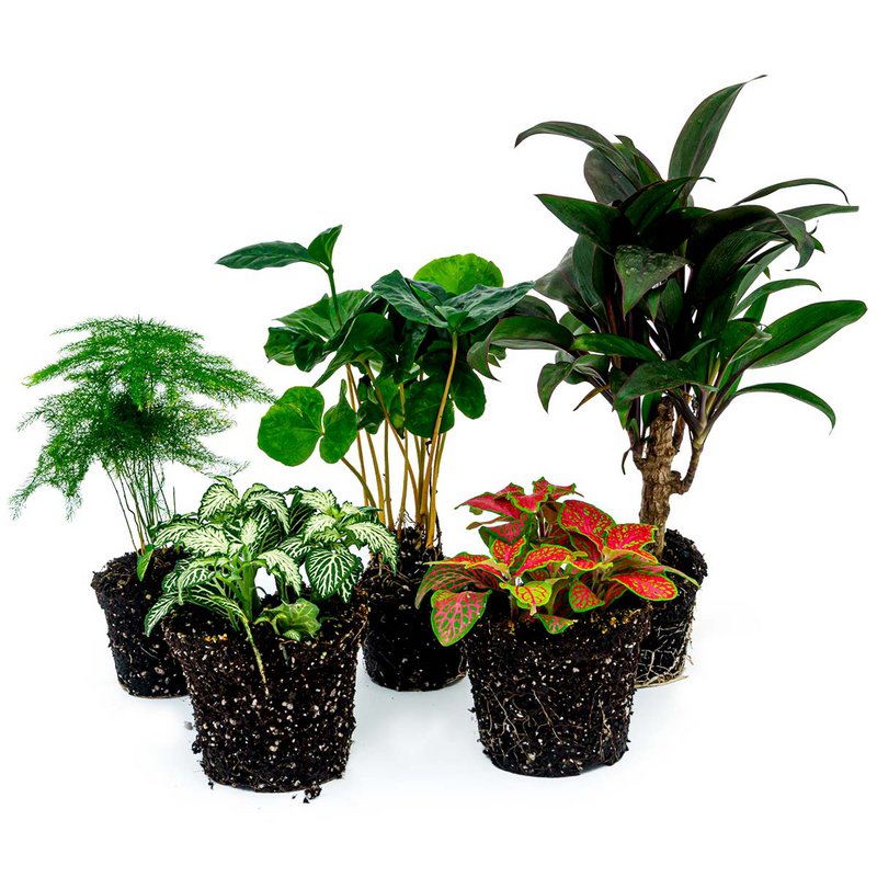 Set terrario per piante - Coffea Arabica - 5 piante - Coffea Arabica - Palma - Asparagi - Fittonia rossa e bianca
