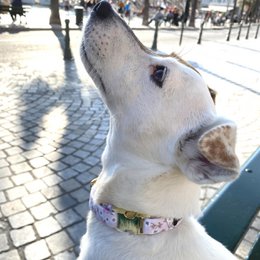 Collana "LADY" stampa Liberty