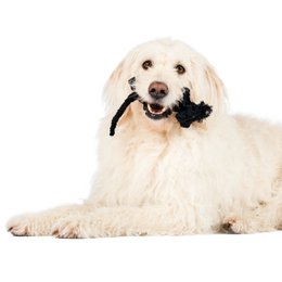 Casanova the cat - cult toy for dogs