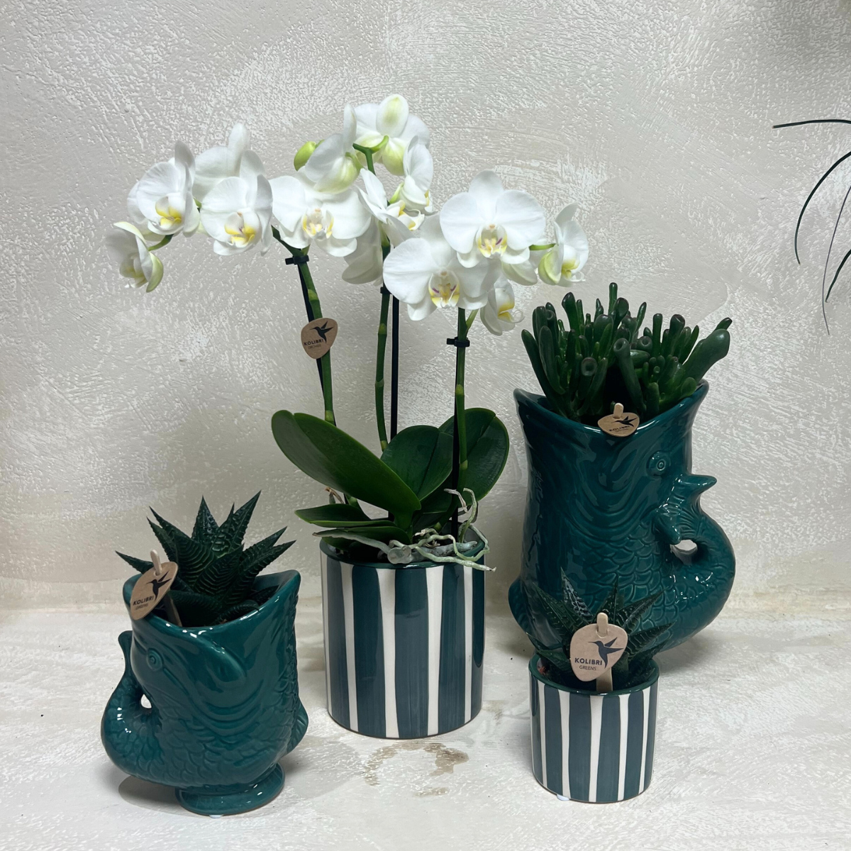 Kolibri-Orchideen | Set aus weißen Orchideen Amabilis und Sukkulenten in dekorativen Keramiktöpfen – Topfgröße Ø9 cm und Ø6 cm | blühende Zimmerpflanze – frisch vom Züchter