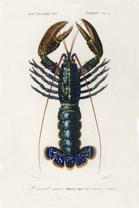 Poster Vintage Hummer - Tiere