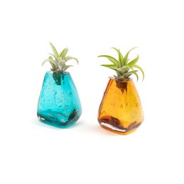 Small glass vases in aqua and amber colors, each containing a tillandsia plant. The vases have a unique triangular shape with a textured surface.
