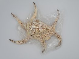 Flet "Lambis chiragra"