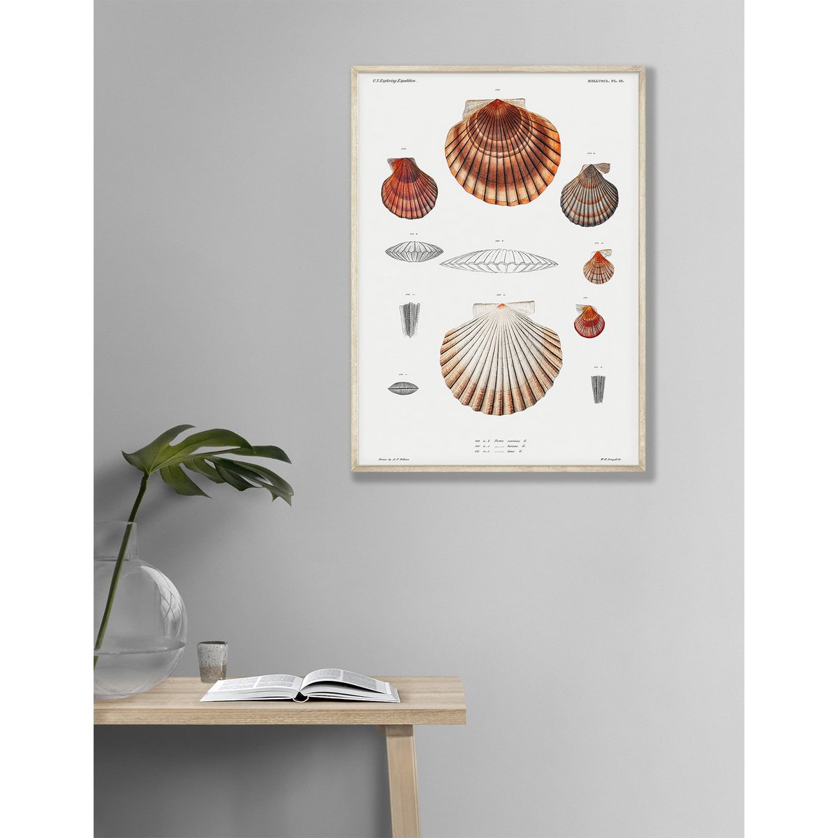 Poster Conchiglie d'epoca