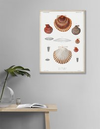 Plakat Vintage skaller