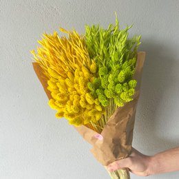 Dried Yellow Oats ~50 stems