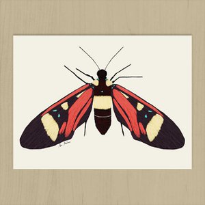 Schmetterling-Kunstdruck