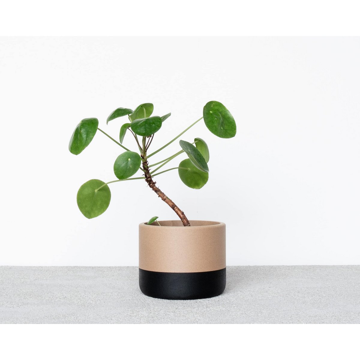 ECOTOOL Indoor planter