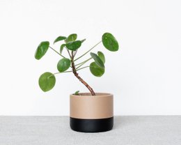 ECOTOOL Indoor planter