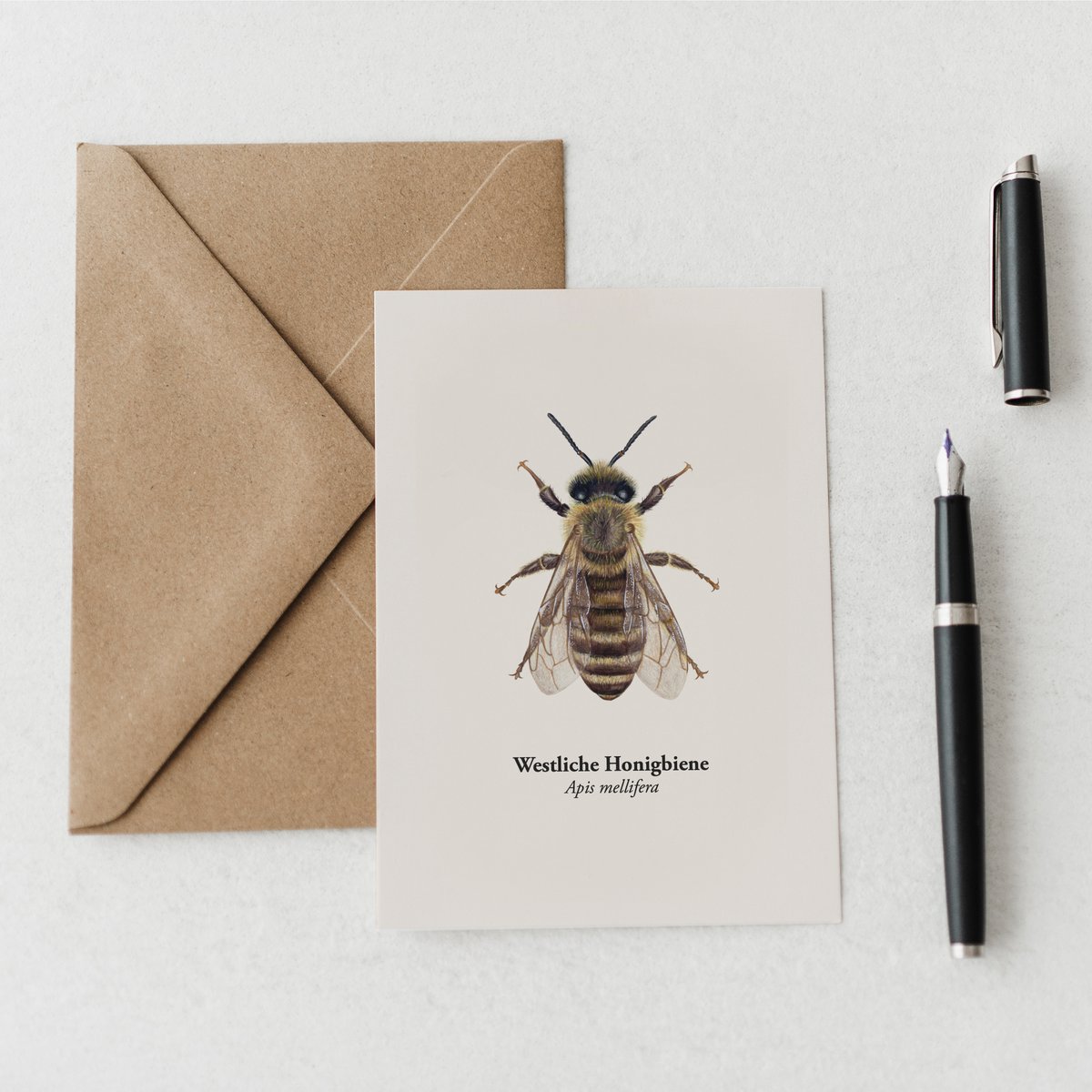 Postal de Honeybee - Ilustración de la Honeybee occidental (Apis mellifera) para apicultores y amantes de la naturaleza