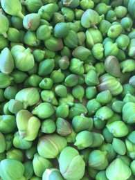 Green organic capers in sea salt, 115 grams
