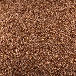 Organic Red Rice in Bulk