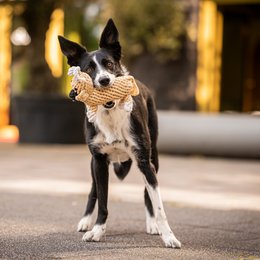 Hundespielzeug aus Baumwolltau im Kuh-Design - MAMA MOO