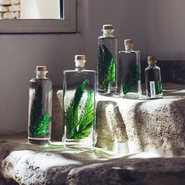 The image shows a collection of glass bottles containing what appears to be a dried plant or fern. The bottles are of varying sizes and shapes, with some containing green plant material. The overall impression is of a natural, botanical display.