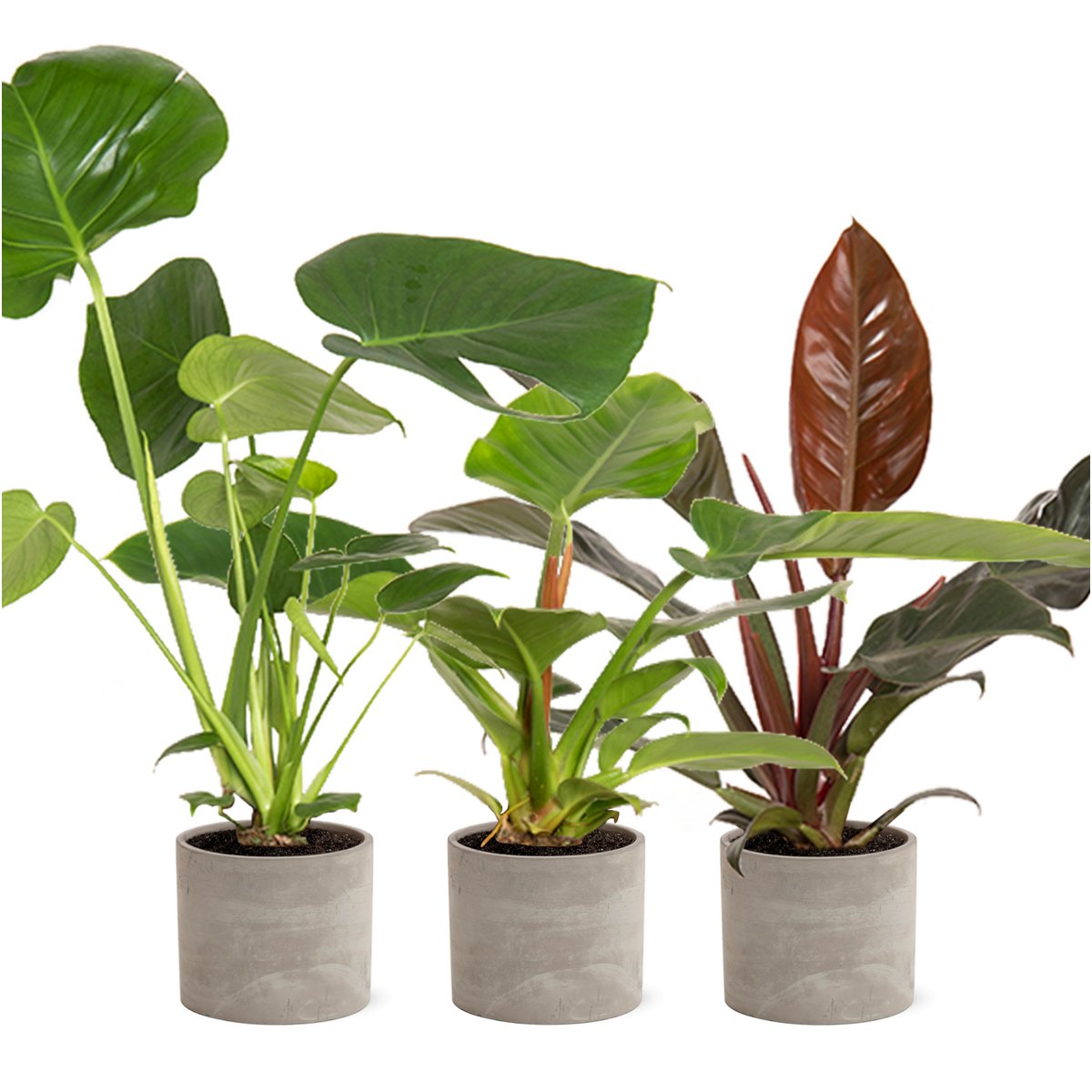 Tropical Mix im Industrial Jolijn Keramiktopf S. 14