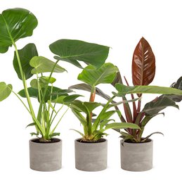 Tropical Mix i Industrial Jolijn keramisk gryde p14