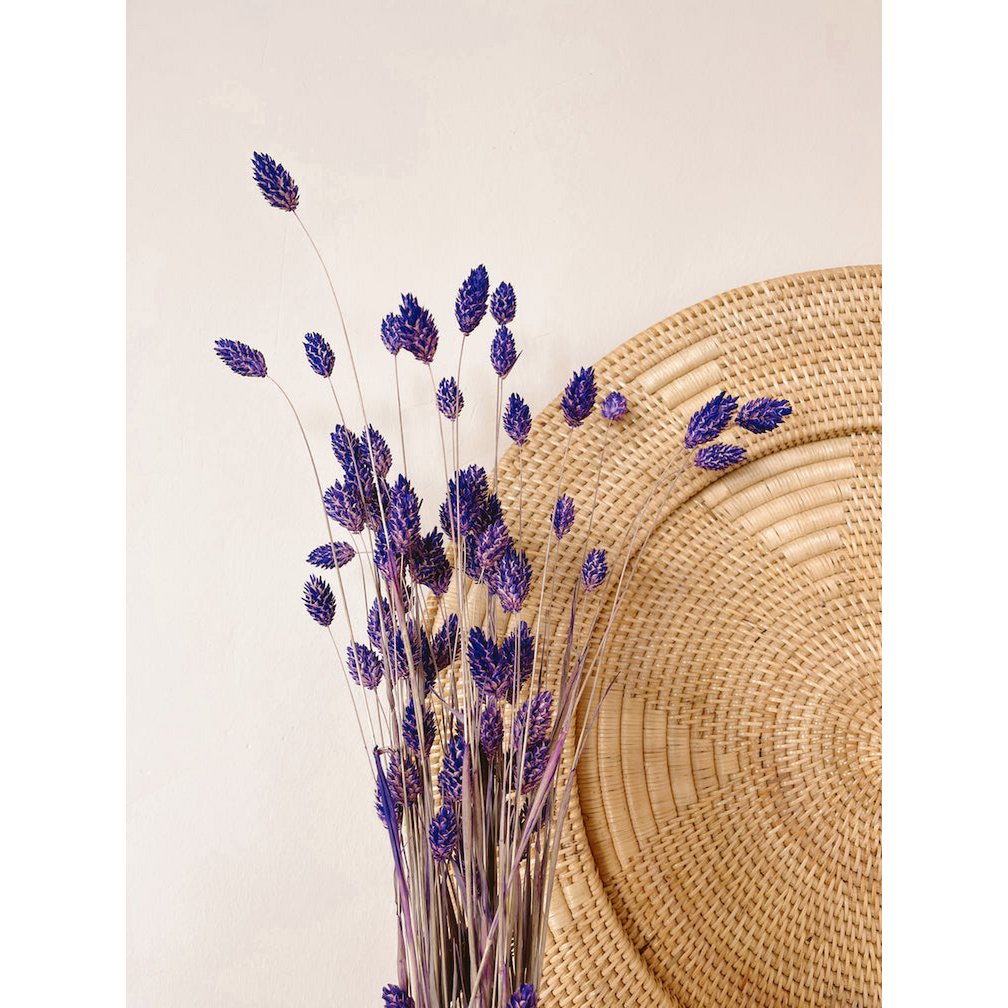 Phalaris Purple Dried Flowers