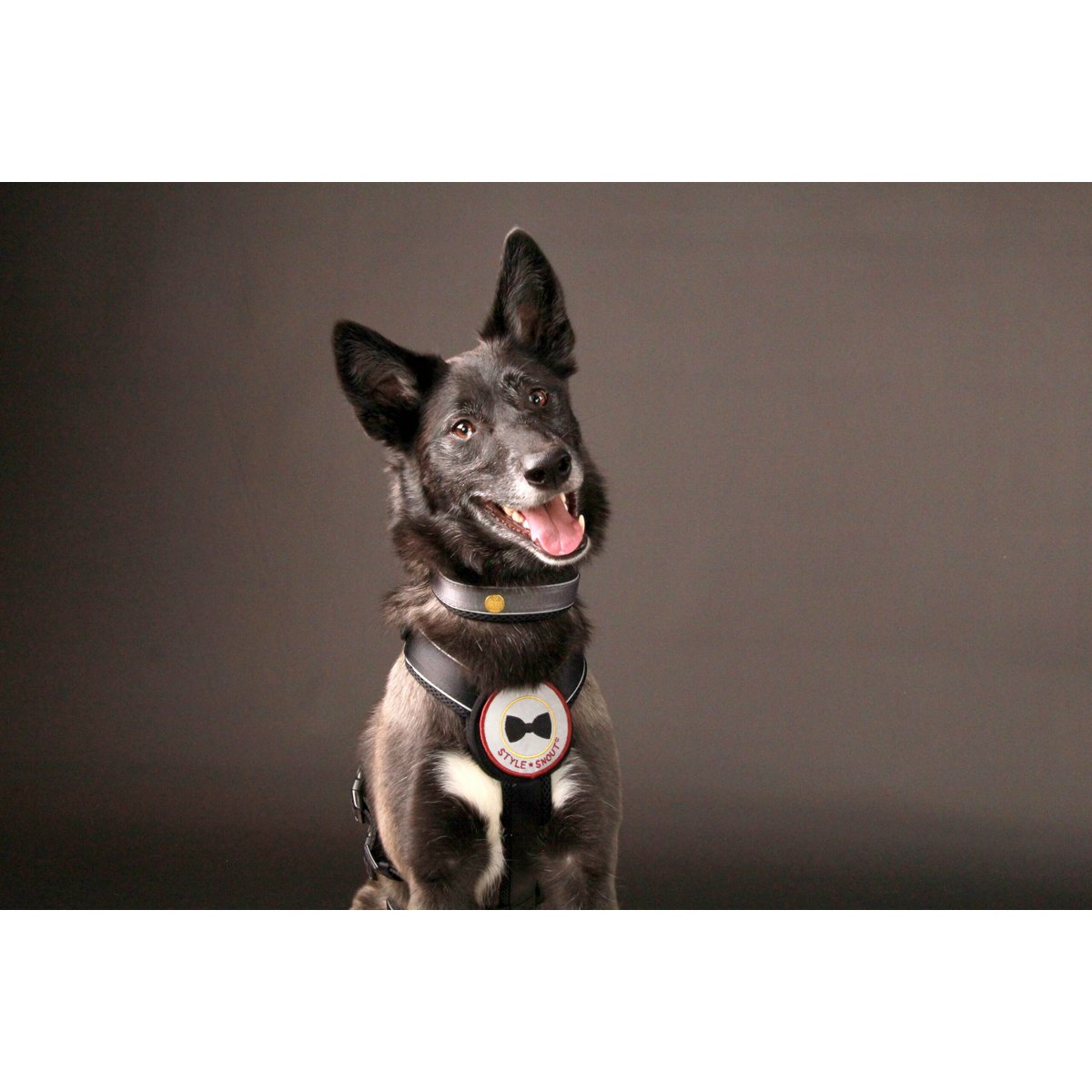 Black dog collar