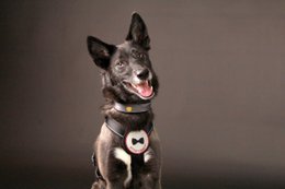 Collare per cani nero