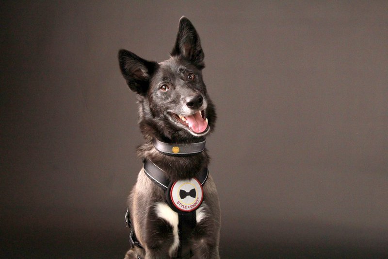 Collare per cani nero