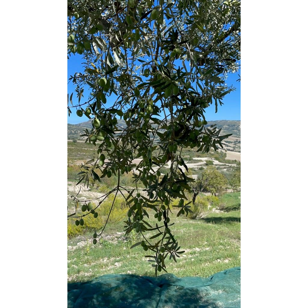 ITALIA | SICILIA | Extra Virgin Olive Oil - il SALTO | Bag in Box 5 LT