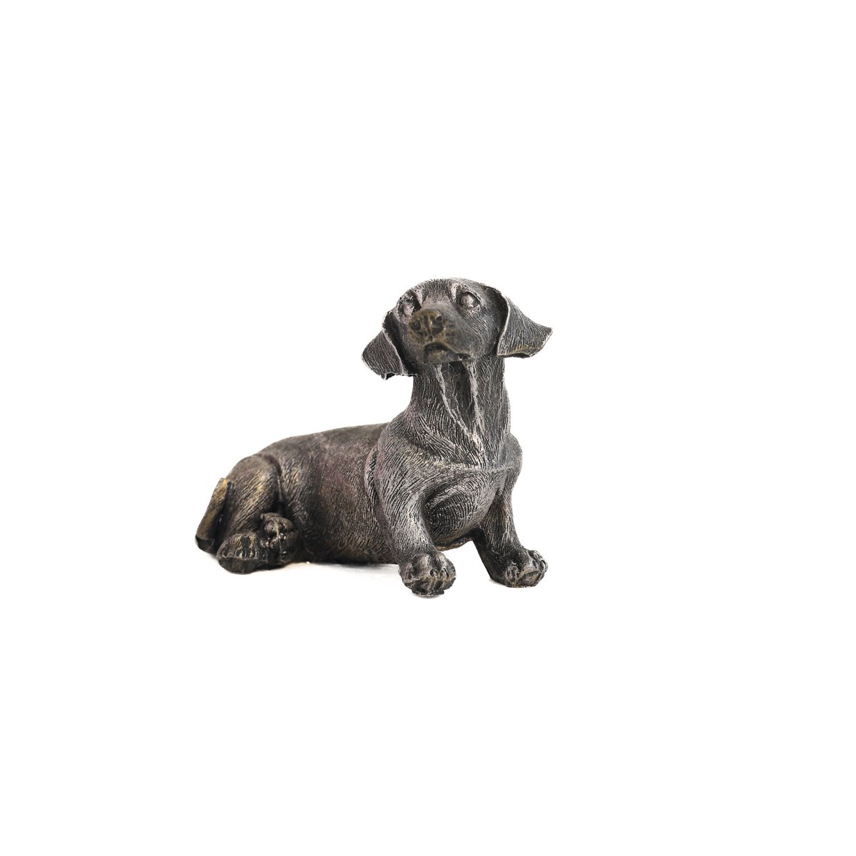 Dachshund