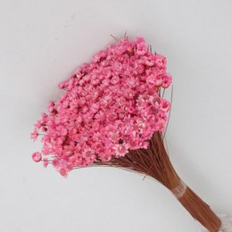 Glixia mini star flowers