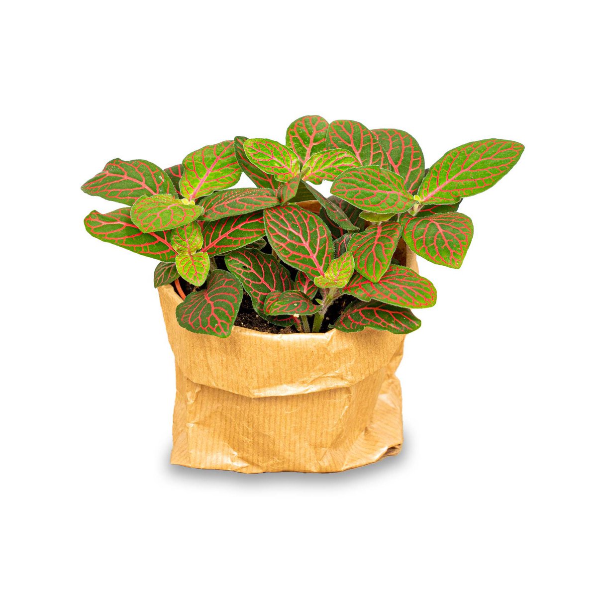 Fittonia Joly Josan - Red and green - Mosaic plant