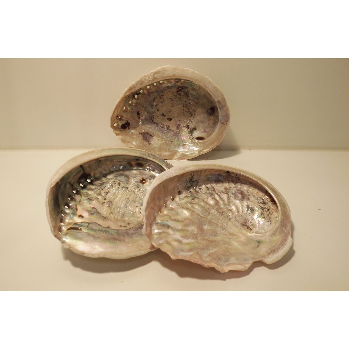 Abalone schelp