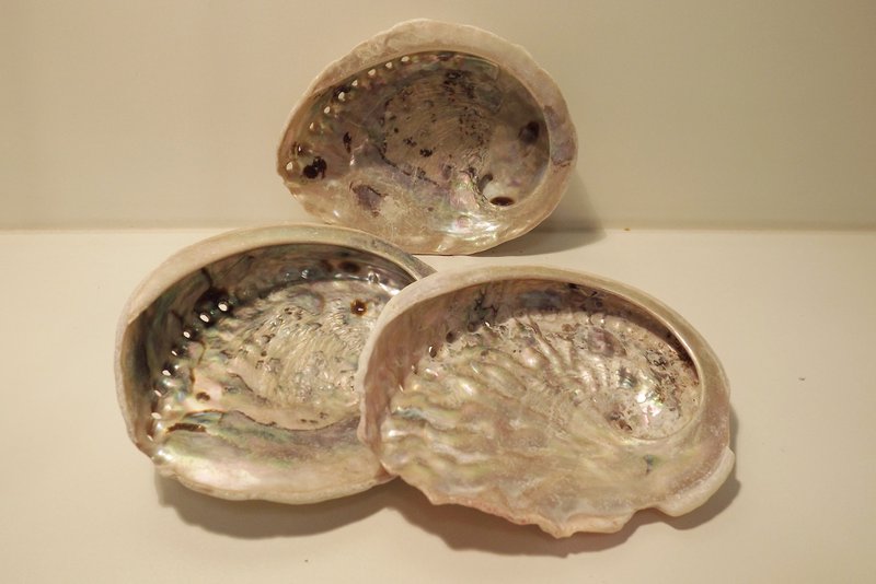Guscio di abalone
