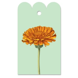 Gift day marigold