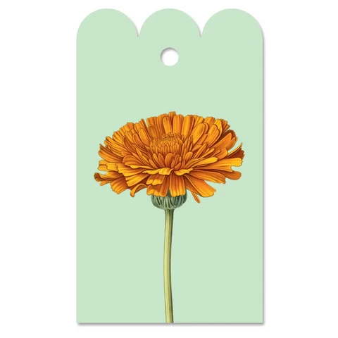 Gift day marigold