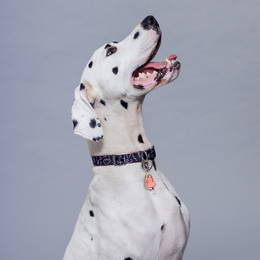 Pleaser Dog Charm