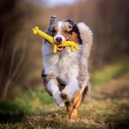 Gretchen Giraffe - cultspeelgoed voor honden