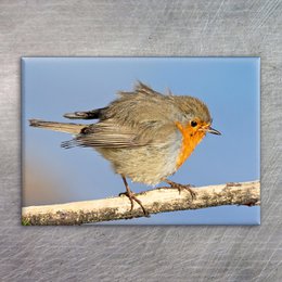 A small brown and orange bird perched on a branch against a blue sky background.