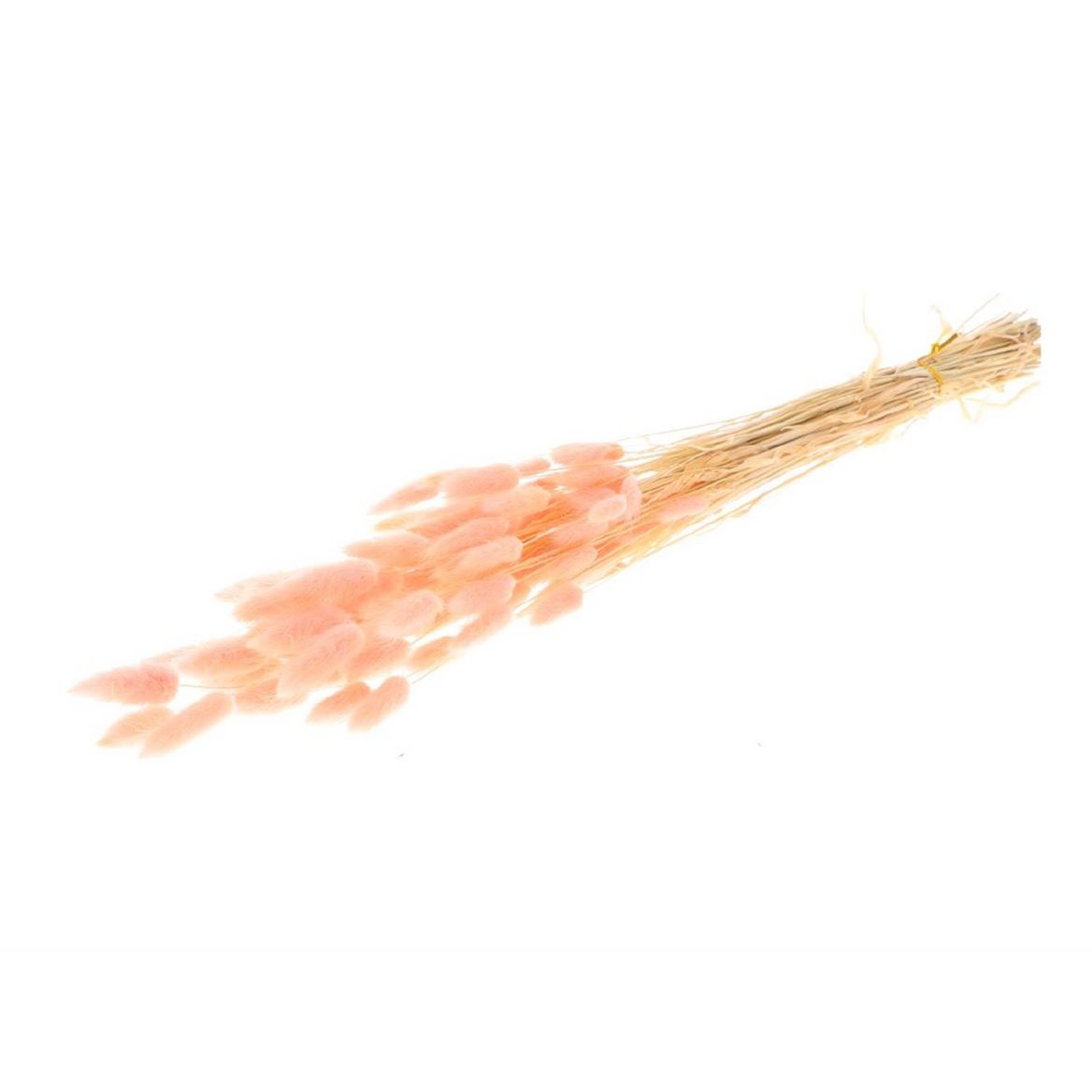 Lagurus, approx. 50g, 65cm, pink