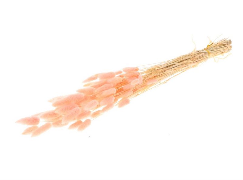 Lagurus, ca. 50g, 65cm, rosa