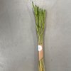 Wheat Green Dried Flowers