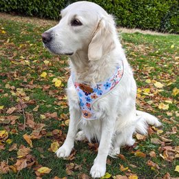 Spring Classic Harness