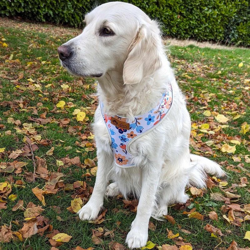 Spring Classic Harness