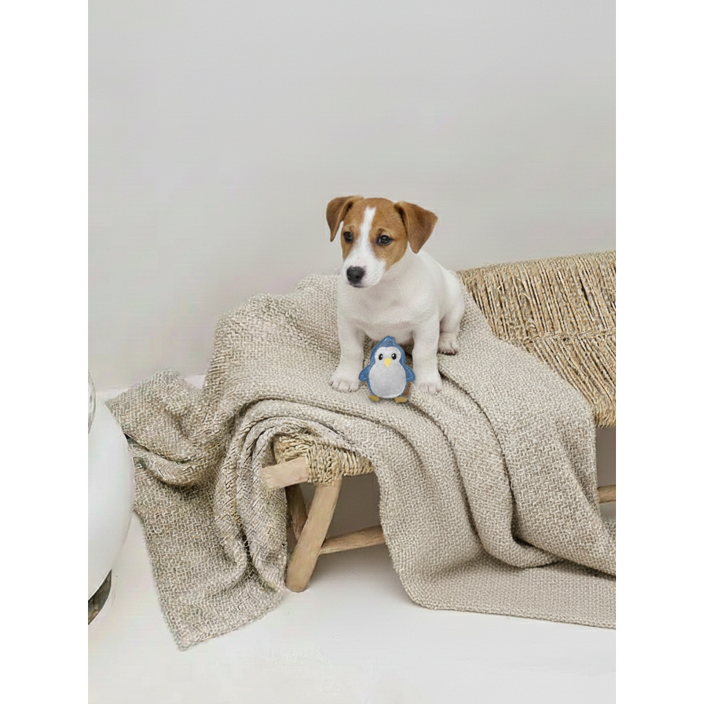BUDDY. Hundespielzeug aus Leder "Kleiner Pinguin"